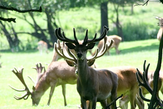 a herd of deer, grazing in