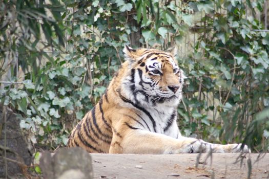 siberian tiger  (Pantera tigris altacia)
