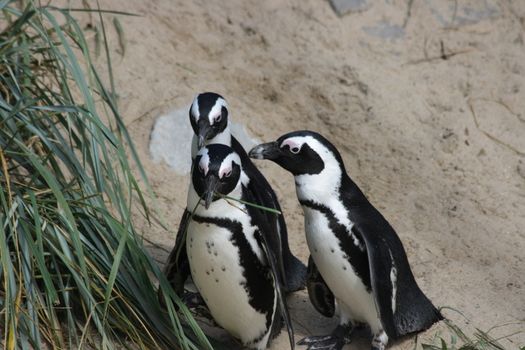 A group of Humboldt penguins (Spheniscus humboldti)