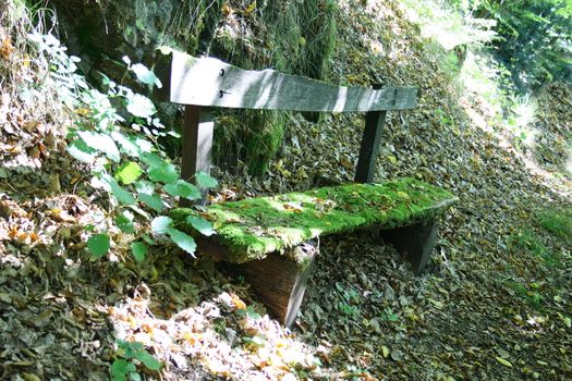 A resting Bench wood, hidden in the Woods