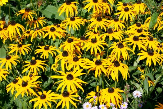 close up of a yellow flower blooming cone-flower (echinacea)