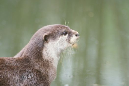 a portrait shot of a river otter 