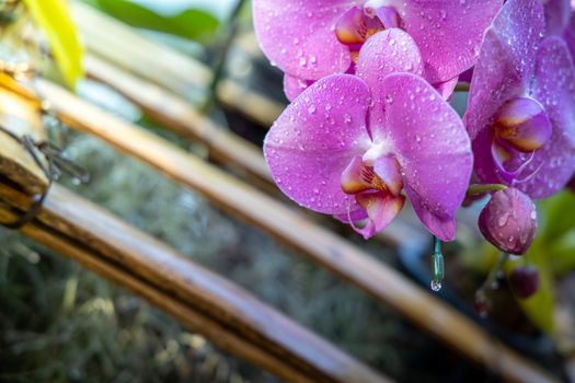 Beautiful blooming orchids in forest, On the bright sunshine