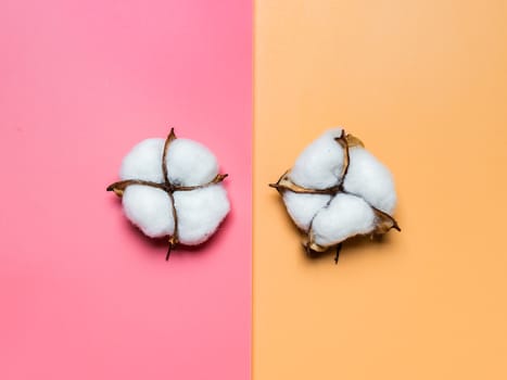 Two cotton flowers or cotton buds on pink and yellow background. Minimalistic concept for ecology, reuse textile, fashion industry, zero waste. Top view or flat lay. Colorful background