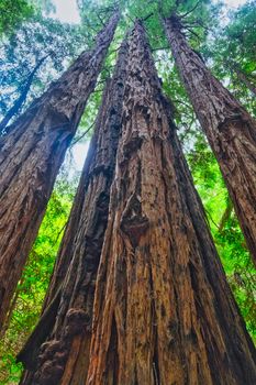 Giant Redwoods Disappearing Into Sky Muir Woods