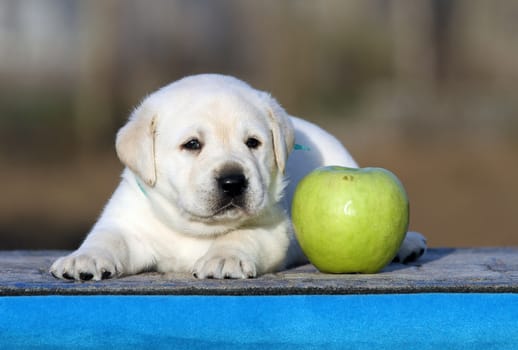 a little labrador puppy on a blue background