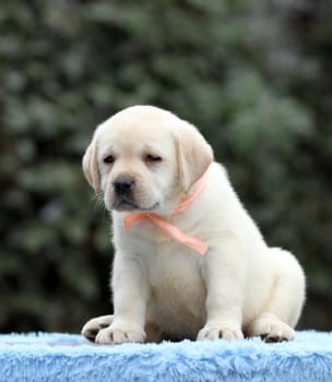 the nice sweet little labrador puppy on a blue background