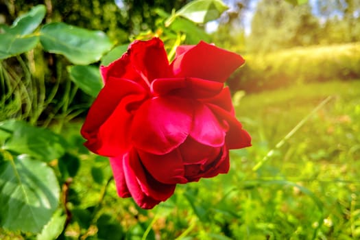 Detail of red roses in the garden