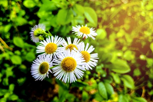 White chrysanthemum closeup with selective focus