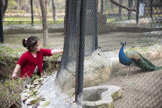 Little girl feeding a peacock at Chattbir Zoo, Chandigarh, India.