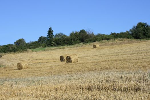 A Harvested grain field with straw rolls, forest in the background