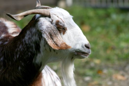Portrait of a lop-eared brown and white goat
