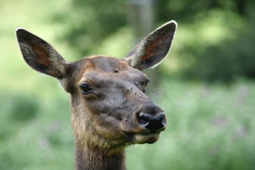 Portrait shot of a female elk (Cervus canadensis)