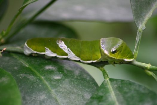 a green caterpillar with eye spots on the hind quarters