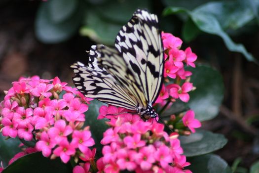 A very nice colorful butterfly