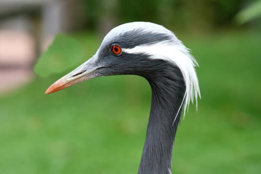 Side view of a Demoiselle Crane (Anthropoides virgo)