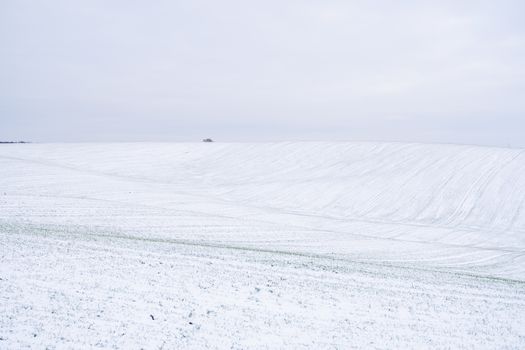 Wheat field covered with snow in winter season. Winter wheat. Green grass, lawn under the snow. Harvest in the cold. Growing grain crops for bread. Agriculture process with a crop cultures