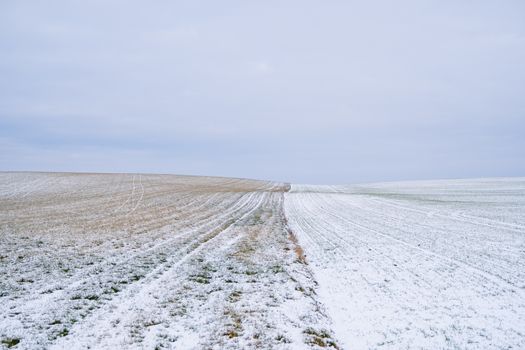 Wheat field covered with snow in winter season. Winter wheat. Green grass, lawn under the snow. Harvest in the cold. Growing grain crops for bread. Agriculture process with a crop cultures