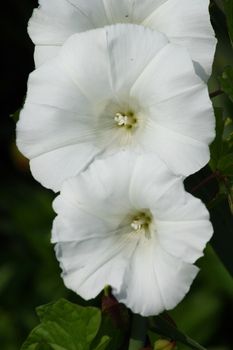 Three flowers of a white field bindweed (Convolvulus arvensis)