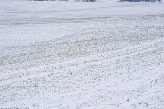 Wheat field covered with snow in winter season. Winter wheat. Green grass, lawn under the snow. Harvest in the cold. Growing grain crops for bread. Agriculture process with a crop cultures