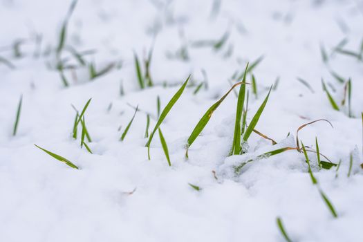 Wheat field covered with snow in winter season. Winter wheat. Green grass, lawn under the snow. Harvest in the cold. Growing grain crops for bread. Agriculture process with a crop cultures