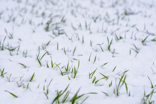 Wheat field covered with snow in winter season. Winter wheat. Green grass, lawn under the snow. Harvest in the cold. Growing grain crops for bread. Agriculture process with a crop cultures