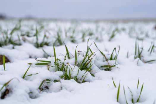 Wheat field covered with snow in winter season. Winter wheat. Green grass, lawn under the snow. Harvest in the cold. Growing grain crops for bread. Agriculture process with a crop cultures