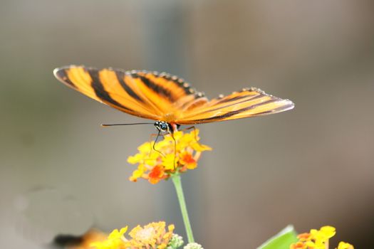 A very nice colorful butterfly