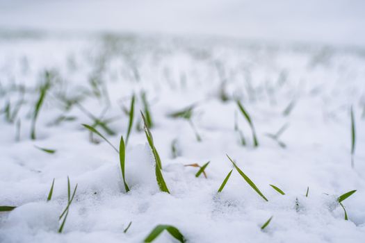 Wheat field covered with snow in winter season. Winter wheat. Green grass, lawn under the snow. Harvest in the cold. Growing grain crops for bread. Agriculture process with a crop cultures