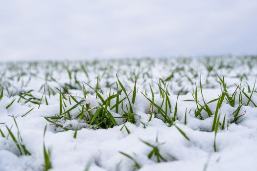 Wheat field covered with snow in winter season. Winter wheat. Green grass, lawn under the snow. Harvest in the cold. Growing grain crops for bread. Agriculture process with a crop cultures