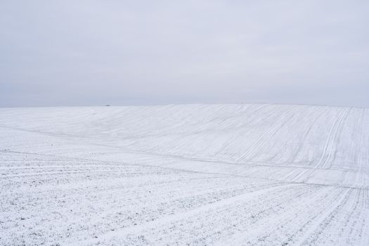 Wheat field covered with snow in winter season. Winter wheat. Green grass, lawn under the snow. Harvest in the cold. Growing grain crops for bread. Agriculture process with a crop cultures