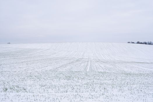 Wheat field covered with snow in winter season. Winter wheat. Green grass, lawn under the snow. Harvest in the cold. Growing grain crops for bread. Agriculture process with a crop cultures