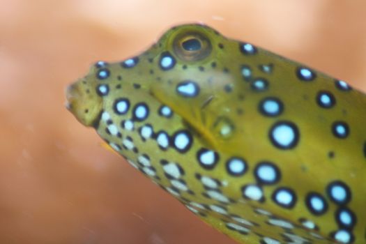 a portrait shot of a brown yellow boxfish (Ostracion cubicus)
