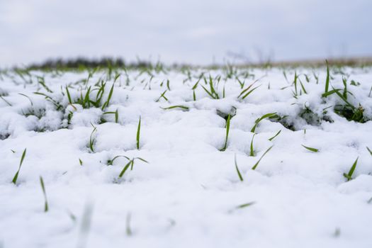 Wheat field covered with snow in winter season. Winter wheat. Green grass, lawn under the snow. Harvest in the cold. Growing grain crops for bread. Agriculture process with a crop cultures