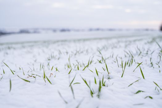 Wheat field covered with snow in winter season. Winter wheat. Green grass, lawn under the snow. Harvest in the cold. Growing grain crops for bread. Agriculture process with a crop cultures