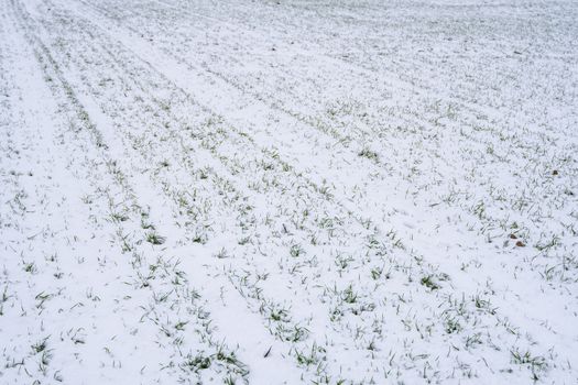 Wheat field covered with snow in winter season. Winter wheat. Green grass, lawn under the snow. Harvest in the cold. Growing grain crops for bread. Agriculture process with a crop cultures