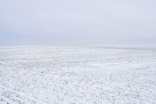 Wheat field covered with snow in winter season. Winter wheat. Green grass, lawn under the snow. Harvest in the cold. Growing grain crops for bread. Agriculture process with a crop cultures