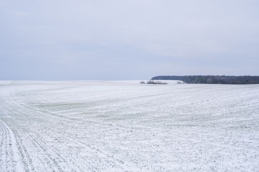 Wheat field covered with snow in winter season. Winter wheat. Green grass, lawn under the snow. Harvest in the cold. Growing grain crops for bread. Agriculture process with a crop cultures