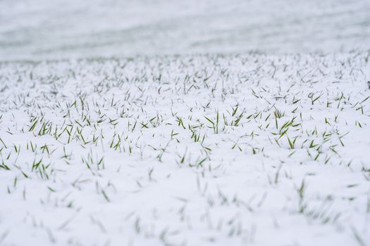 Wheat field covered with snow in winter season. Winter wheat. Green grass, lawn under the snow. Harvest in the cold. Growing grain crops for bread. Agriculture process with a crop cultures