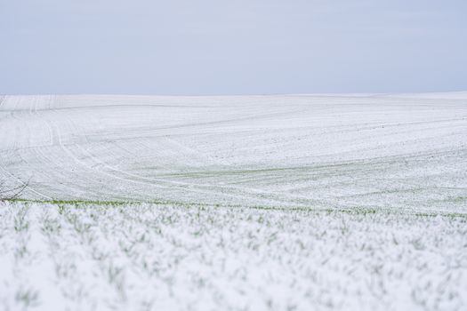 Wheat field covered with snow in winter season. Winter wheat. Green grass, lawn under the snow. Harvest in the cold. Growing grain crops for bread. Agriculture process with a crop cultures