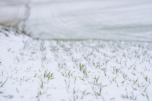 Wheat field covered with snow in winter season. Winter wheat. Green grass, lawn under the snow. Harvest in the cold. Growing grain crops for bread. Agriculture process with a crop cultures