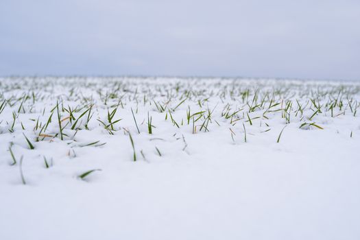 Wheat field covered with snow in winter season. Winter wheat. Green grass, lawn under the snow. Harvest in the cold. Growing grain crops for bread. Agriculture process with a crop cultures