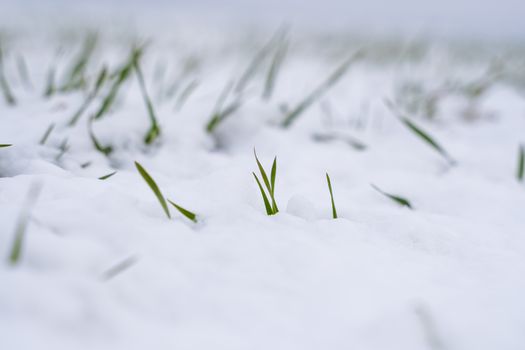 Wheat field covered with snow in winter season. Winter wheat. Green grass, lawn under the snow. Harvest in the cold. Growing grain crops for bread. Agriculture process with a crop cultures