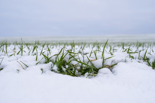 Wheat field covered with snow in winter season. Winter wheat. Green grass, lawn under the snow. Harvest in the cold. Growing grain crops for bread. Agriculture process with a crop cultures