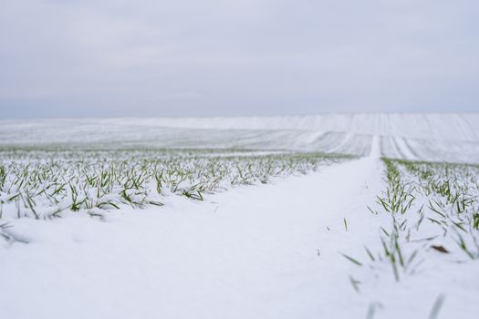 Wheat field covered with snow in winter season. Winter wheat. Green grass, lawn under the snow. Harvest in the cold. Growing grain crops for bread. Agriculture process with a crop cultures