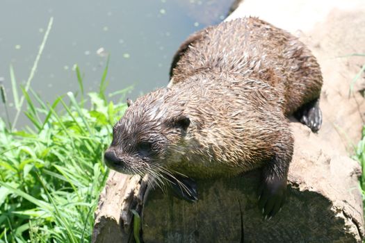 an otter sitting on a tree trunk