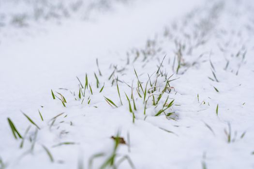 Wheat field covered with snow in winter season. Winter wheat. Green grass, lawn under the snow. Harvest in the cold. Growing grain crops for bread. Agriculture process with a crop cultures