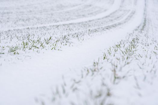 Wheat field covered with snow in winter season. Winter wheat. Green grass, lawn under the snow. Harvest in the cold. Growing grain crops for bread. Agriculture process with a crop cultures