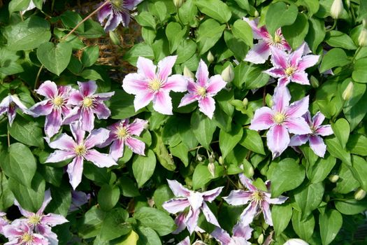 Closeup of a pink flowering clematis (Clematis)