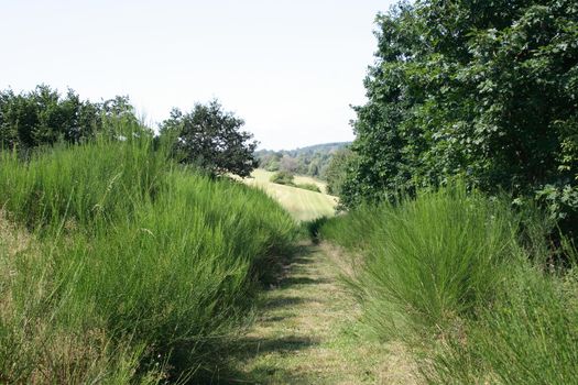 A trimmed from shrubs of narrow dirt road